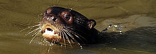 The Orinoco basin presents an important opportunity for conservation as it is one of the most ... / ©: WWF-Canon / Michel GUNTER / ©: WWF-Canon / Michel GUNTER