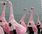 Spanish flamingos from the Ebro Delta protesting against the SNHP today in Brussels.