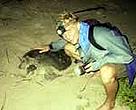 Bas Verhage, measuring an Olive Ridley turtle.