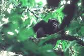 Chimpanzee feeding on wild figs in Loango National Park. / ©: WWF-Canon / Jaap Oostindier (WWF volunteer) Chimpanzee feeding on wild figs in Loango National Park. / ©: WWF-Canon / Jaap Oostindier (WWF volunteer)