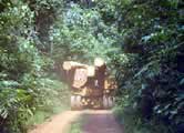 Logging near Moukalaba-Doudou National Park. / ©: WWF-Canon / MBA Manassé-II (MINEF) Logging near Moukalaba-Doudou National Park. / ©: WWF-Canon / MBA Manassé-II (MINEF)
