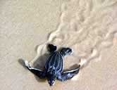 New born leatherback turtle starting its journey to the ocean. / ©: WWF-Canon / Martijn Korthorst (Biotopic) New born leatherback turtle starting its journey to the ocean / ©: WWF-Canon / Martijn Korthorst (Biotopic)