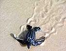 New born leatherback turtle starting its journey to the ocean / ©: WWF-Canon / Martijn Korthorst (Biotopic) New born leatherback turtle starting its journey to the ocean / ©: WWF-Canon / Martijn Korthorst (Biotopic)