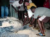 Tagging a leatherback near Gamba, with Alois Clemens of WWF-NL / ©: WWF-Canon / Jason Gray Tagging a leatherback near Gamba, with Alois Clemens of WWF-NL / ©: WWF-Canon / Jason Gray