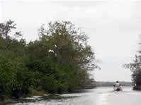  / &copy;: WWF Guianas