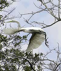  / &copy;: WWF Guianas