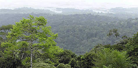 View over the Brokopondo lake from the top of the Brownsberg Nature Park. / ©: WWF Guianas / ©: WWF Guianas