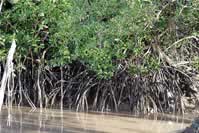  / &copy;: WWF Guianas