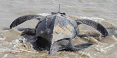  / &copy;: WWF Guianas