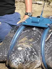  / &copy;: WWF Guianas