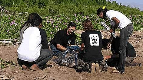  / &copy;: WWF Guianas