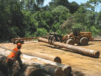 Sustainable Forest Management. / ©: WWF Guianas / ©: WWF Guianas