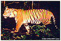  / &copy;: Mike GRIFFITHS / WWF-Canon