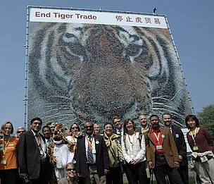 Members of the International Tiger Coalition stand in front of the mosaic
