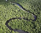 The Amazon rain forest