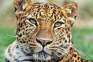 Amur leopard (Panthera pardus orientalis) / &copy;: David Lawson / WWF-UK