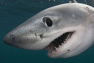 Porbeagle shark (Lamna nasus) Nova Scotia, Canada / ©: naturepl.com /Doug Perrine / WWF Porbeagle shark (Lamna nasus) Nova Scotia, Canada / ©: naturepl.com /Doug Perrine / WWF