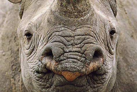  / &copy;: naturepl.com / Andy Rouse / WWF