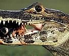 Un lagarto con un pez en su boca, Pantanal.