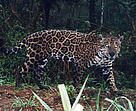 Jaguar captured on film by a camera trap in the Upper Paraná Atlantic Forest, Argentina / &copy;: Fundacion Vida Silvestre