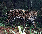 Jaguar captured on film by a camera trap in the Upper Paraná Atlantic Forest, Argentina