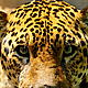 &copy; Fernando Allen / WWF Paraguay