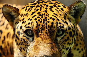 Yaguarete / ©: Fernando Allen / WWF Paraguay Yaguarete / ©: Fernando Allen / WWF Paraguay