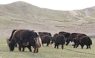  / &copy;: Jing Hui / WWF China