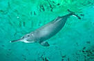 Qiqi, the only captive Yangtze River dolphin, which died in July 2002, Wuhan, Hubei Province, ... / ©: Chinese Academy of Science Qiqi, the only captive Yangtze River dolphin, which died in July 2002, Wuhan, Hubei Province, ... / ©: Chinese Academy of Science