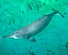  Qiqi, the only captive Yangtze River dolphin, which died in July 2002, Wuhan, Hubei Province, China.
