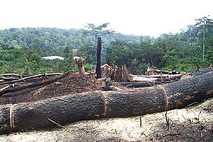 Slash and Burn, Wasampo, Western Region, Ghana / ©: Glen Asomaning/ WWF WAFPO The slash and burn method, though illegal, is used by local farmers to clear forests for land ... / ©: Glen Asomaning/ WWF WAFPO