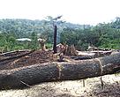 The slash and burn method, though illegal, is used by local farmers to clear forests for land cultivation. This is one of the problems WWF-WAFPO is working to address.