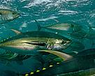 Yellowfin Tuna (Thunnus albacares) are cage-fed to improve the quality of their meat. La Paz, Mexico.