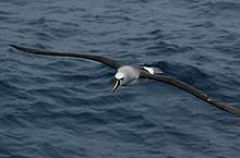 Yellow-nosed Albatross