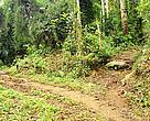 Two roads diverged in a yellow wood