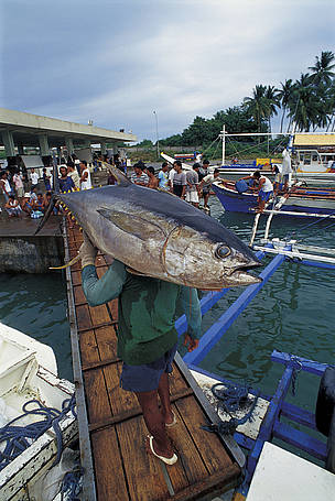 Yellow fin tuna in fish market/Philippines / ©: Juergen Freund/WWF-Canon / ©: Juergen Freund/WWF-Canon