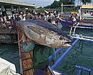 Yellow fin tuna in fish market/Philippines