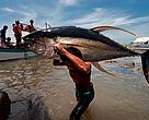 Man carrying a giant yellowfin tuna 