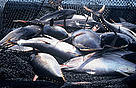 Yellowfin Tuna (<i>Thunnus albacares</i>). The world’s tuna fisheries are worth around ... / &copy;: WWF-Canon / Hélène PETIT