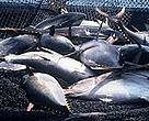 Yellowfin Tuna (<i>Thunnus albacares</i>). The world’s tuna fisheries are worth around US$5.8 billion per year.