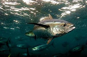 Yellowfin tuna (Thunnus albacares) inside tuna pen, La Paz, Mexico. This is the world's only ... / ©: Brian J. Skerry / National Geographic Stock / WWF / ©: Brian J. Skerry / National Geographic Stock / WWF