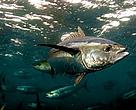 Yellowfin tuna (Thunnus albacares) inside tuna pen, La Paz, Mexico. This is the world's only value-added Yellowfin tuna operation.