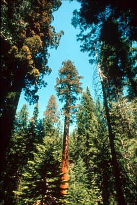 Giant redwood forest, Yosemite National Park, California, USA. / ©: WWF-Canon / Edward PARKER Giant redwood forest, Yosemite National Park, California, USA. / ©: WWF-Canon / Edward PARKER