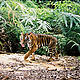 &copy; WWF-Indonesia / Tiger Survey Team