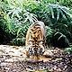 &copy; WWF-Indonesia / Tiger Survey Team