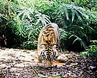 A young tiger captured by camera trap in Bukit Betabuh Protection Forest.