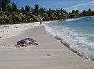 Yvonne makes her way to the sea after being tagged. / ©: Grupo Jaragua/INTEC / ©: Grupo Jaragua/INTEC