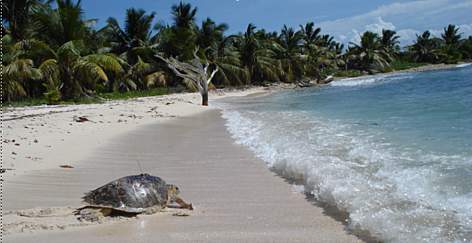 A female hawksbill returns to the sea after being fitted with a satellite tracking device. / ©: Grupo Jaragua/INTEC rel=