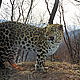&copy; WWF-Russia / ISUNR