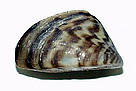 Zebra mussel. / ©: USGS / ©: USGS